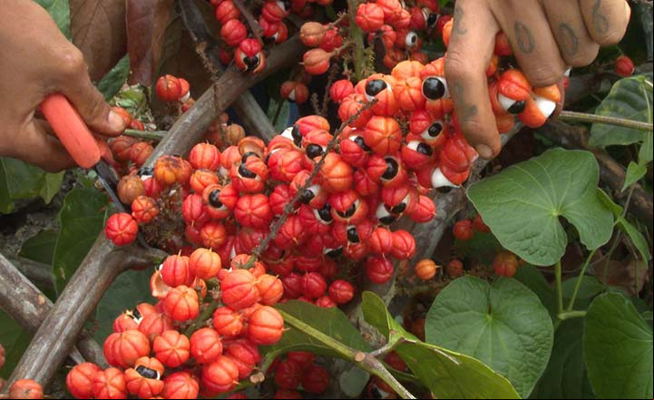Guaraná, fonte de renda e alimento na Amazônia