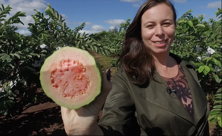 Goiaba especial de Carlópolis, no Paraná, ganha o mundo