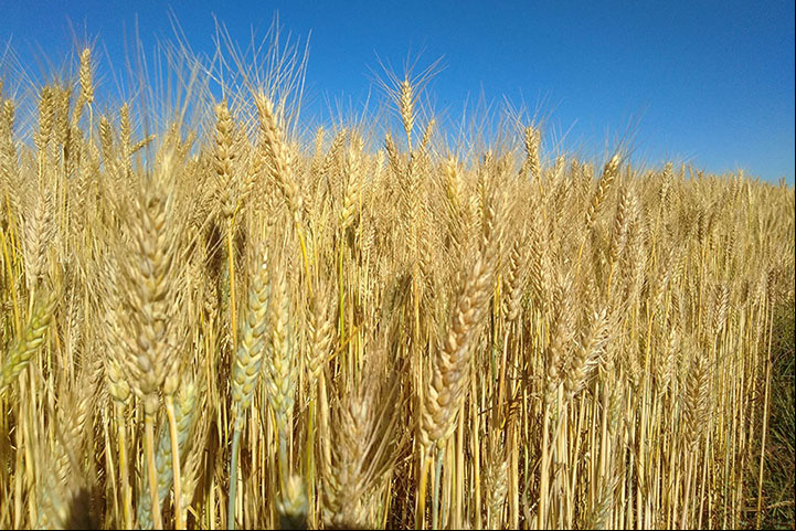 Trigo no Cerrado cresce. Safra deve ser 1,5 milhão de toneladas.