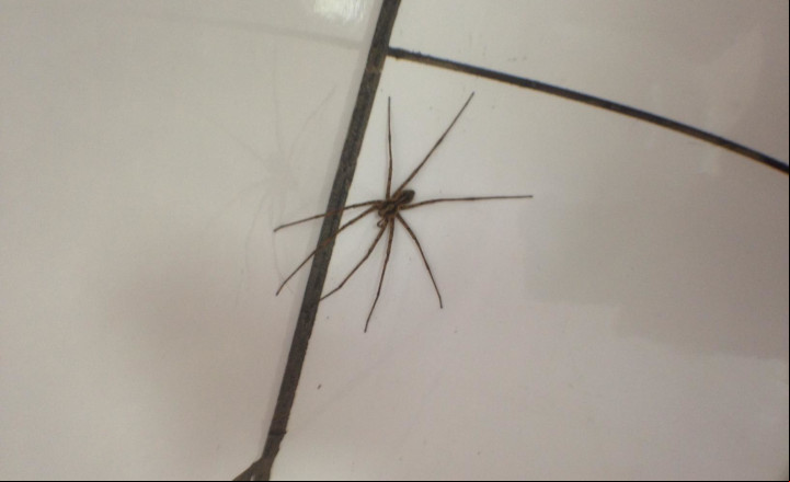Ministério da Saúde ensina prevenir picadas de aranha e animais peçonhentos