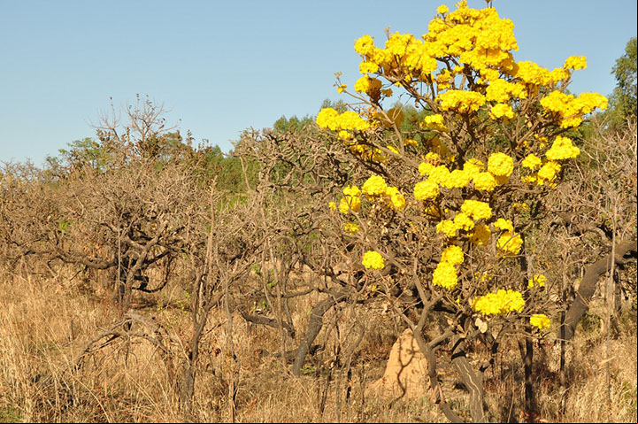 Cerrado, a luta para preservar o bioma de 4400 espécies