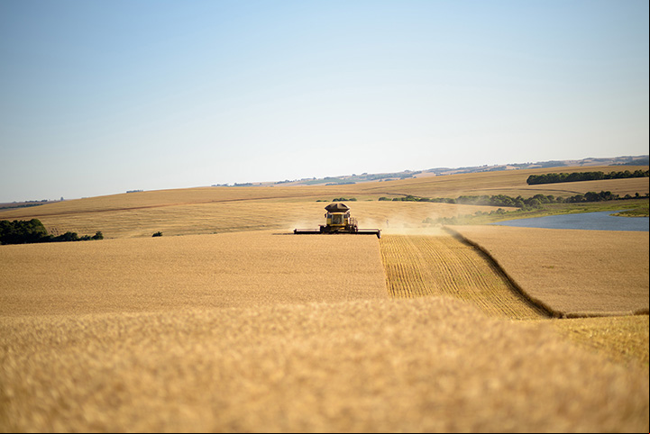 Tecnologia da informação facilita contagem de pragas no campo de trigo