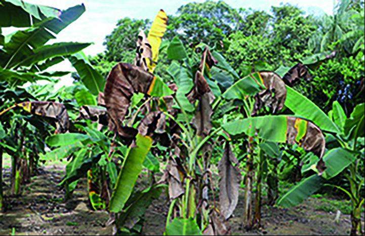 Fusariose, praga que ameaça bananais do mundo. EMBRAPA combate.