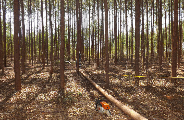 Expedição vai percorrer 40 mil km para avaliar florestas plantadas no Brasil