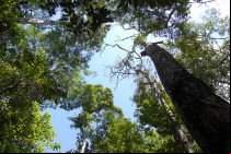 A curiosa história das árvores da amazônia