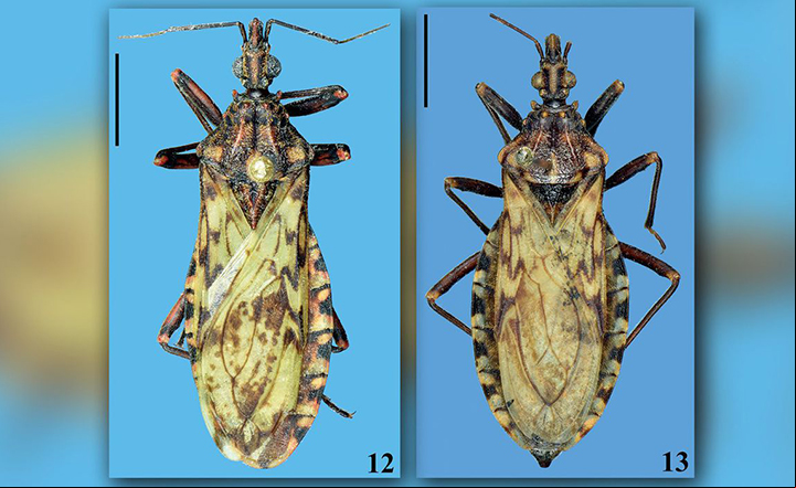 Descoberta nova espécie transmissora da doença de Chagas