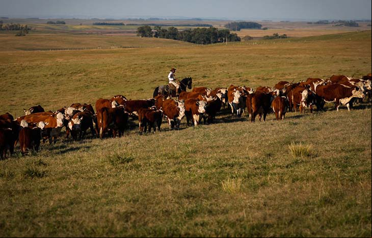 Valor bruto da agropecuária deve crescer 9,1%, diz a CNA