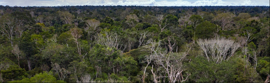 Dia da Amazônia: precisamos pensar grande a floresta: professora Michele Aracaty