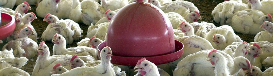 Rigor sanitário ajuda retomada de exportações de carnes de aves. O que faz o Brasil. 